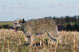 BOUVIER DES ARDENNES 240